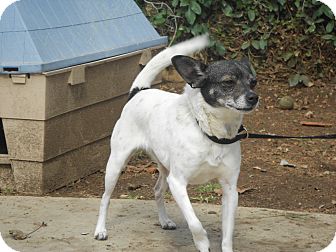 Rat Terrier Mix Dog for Sale in Chula Vista, California - Katie Rat Terrier Mix Dog for Sale in Chula Vista, California - Katie