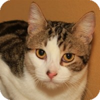 Domestic Shorthair Cat for Sale in Albany, New York - Toby Domestic Shorthair Cat for Sale in Albany, New York - Toby