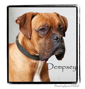 Boxer Dog for Sale in Warren, Pennsylvania - Dempsey Boxer Dog for Sale in Warren, Pennsylvania - Dempsey