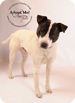Australian Cattle Dog/Terrier (Unknown Type, Medium) Mix Dog for Sale in Bedminster, New Jersey - Hank Australian Cattle Dog/Terrier (Unknown Type, Medium) Mix Dog for Sale in Bedminster, New Jersey - Hank
