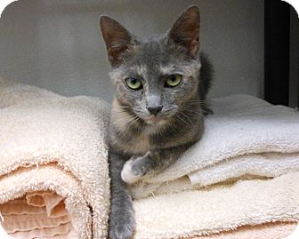 Domestic Shorthair Kitten for Sale in Chandler, Arizona - Wiggles Domestic Shorthair Kitten for Sale in Chandler, Arizona - Wiggles