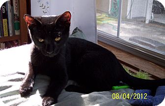 Domestic Shorthair Kitten for Sale in Summerville, South Carolina - Max Domestic Shorthair Kitten for Sale in Summerville, South Carolina - Max