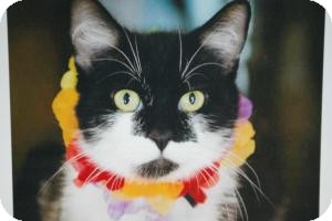 Domestic Shorthair Cat for Sale in Sacramento, California - Bonnie Domestic Shorthair Cat for Sale in Sacramento, California - Bonnie