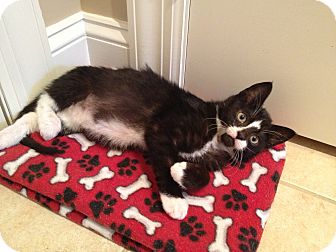Domestic Shorthair Kitten for Sale in Speonk, New York - Mac Domestic Shorthair Kitten for Sale in Speonk, New York - Mac