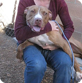 American Pit Bull Terrier Mix Dog for Sale in San Diego, California - Kenya URGENT NEW PICS! American Pit Bull Terrier Mix Dog for Sale in San Diego, California - Kenya URGENT NEW PICS!