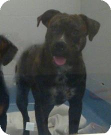 American Bulldog Mix Dog for Sale in Gainesville, Florida - Sadie American Bulldog Mix Dog for Sale in Gainesville, Florida - Sadie