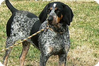 Bluetick Coonhound Dog for Sale in Ridgely, Maryland - Sky Bluetick Coonhound Dog for Sale in Ridgely, Maryland - Sky