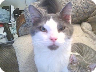 Domestic Longhair Cat for Sale in Beckley, West Virginia - Sinbad Domestic Longhair Cat for Sale in Beckley, West Virginia - Sinbad