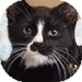 Domestic Shorthair Kitten for Sale in Vancouver, British Columbia - Christian Domestic Shorthair Kitten for Sale in Vancouver, British Columbia - Christian