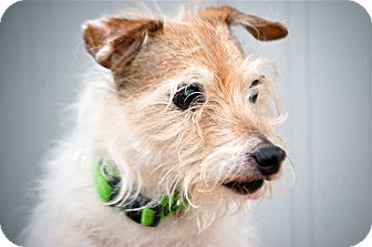 Jack Russell Terrier Mix Dog for Sale in Meridian, Idaho - Sugarloaf Jack Russell Terrier Mix Dog for Sale in Meridian, Idaho - Sugarloaf