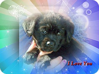 Labrador Retriever Mix Puppy for Sale in Sussex, New Jersey - Pork Chop Labrador Retriever Mix Puppy for Sale in Sussex, New Jersey - Pork Chop