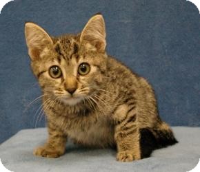 Domestic Shorthair Cat for Sale in Sacramento, California - Tony Domestic Shorthair Cat for Sale in Sacramento, California - Tony