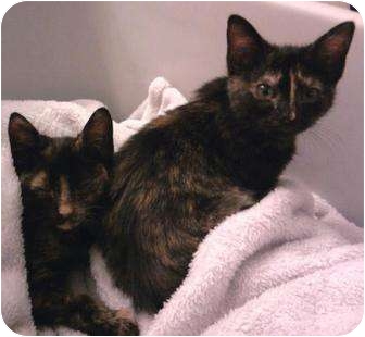 Domestic Shorthair Kitten for Sale in Harrisburg, North Carolina - Little Pinky Domestic Shorthair Kitten for Sale in Harrisburg, North Carolina - Little Pinky