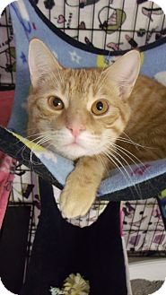 Domestic Shorthair Cat for Sale in Muskegon, Michigan - River Domestic Shorthair Cat for Sale in Muskegon, Michigan - River