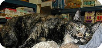 Domestic Shorthair Cat for Sale in Bear, Delaware - Sugar Domestic Shorthair Cat for Sale in Bear, Delaware - Sugar