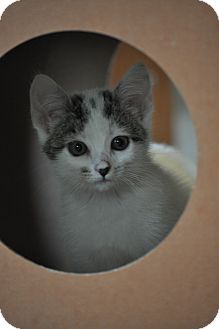 Domestic Mediumhair Kitten for Sale in Modesto, California - Ella Domestic Mediumhair Kitten for Sale in Modesto, California - Ella