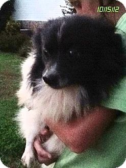 Pomeranian Dog for Sale in Stamford, Connecticut - Peppermint Pomeranian Dog for Sale in Stamford, Connecticut - Peppermint