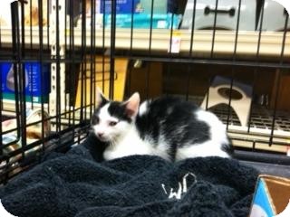 Maine Coon Kitten for Sale in Cranford/Rartian, New Jersey - Sassy Maine Coon Kitten for Sale in Cranford/Rartian, New Jersey - Sassy