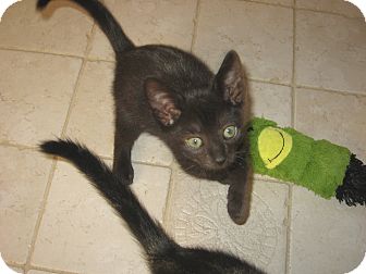 Domestic Shorthair Kitten for Sale in Hamilton, New Jersey - SMOKEY-2012 Domestic Shorthair Kitten for Sale in Hamilton, New Jersey - SMOKEY-2012