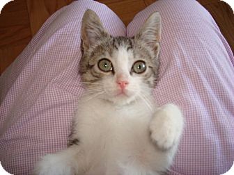 Domestic Shorthair Kitten for Sale in New York, New York - Apple Domestic Shorthair Kitten for Sale in New York, New York - Apple