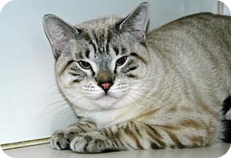 Siamese Cat for Sale in Cheyenne, Wyoming - Telous Siamese Cat for Sale in Cheyenne, Wyoming - Telous