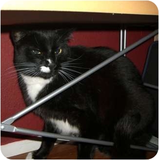 Domestic Shorthair Cat for Sale in Bellingham, Washington - Bart Domestic Shorthair Cat for Sale in Bellingham, Washington - Bart