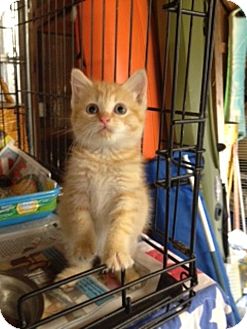 Manx Kitten for Sale in Plainfield, Connecticut - Peep Manx Kitten for Sale in Plainfield, Connecticut - Peep
