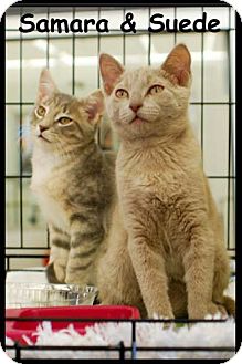 Domestic Shorthair Kitten for Sale in Merrifield, Virginia - Samara & Suede Domestic Shorthair Kitten for Sale in Merrifield, Virginia - Samara & Suede