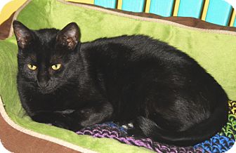 Domestic Shorthair Cat for Sale in Mobile, Alabama - Plumpkin Domestic Shorthair Cat for Sale in Mobile, Alabama - Plumpkin