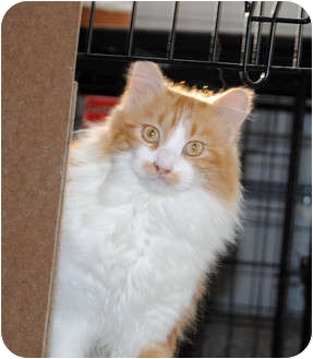 Maine Coon Cat for Sale in Palmdale, California - Jasper Maine Coon Cat for Sale in Palmdale, California - Jasper