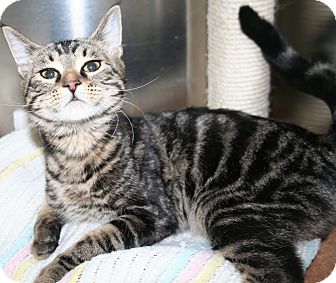 Domestic Shorthair Cat for Sale in Edmonton, Alberta - Ivy Domestic Shorthair Cat for Sale in Edmonton, Alberta - Ivy