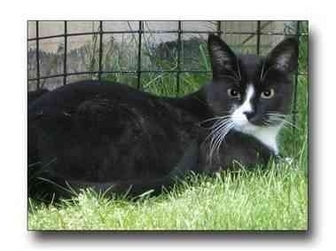 Domestic Shorthair Cat for Sale in Howell, Michigan - Niko Domestic Shorthair Cat for Sale in Howell, Michigan - Niko