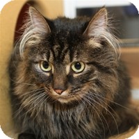 Domestic Longhair Cat for Sale in Albany, New York - Gilda Domestic Longhair Cat for Sale in Albany, New York - Gilda