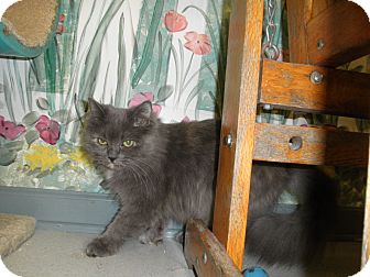 Domestic Longhair Cat for Sale in Milwaukee, Wisconsin - Zelda Domestic Longhair Cat for Sale in Milwaukee, Wisconsin - Zelda