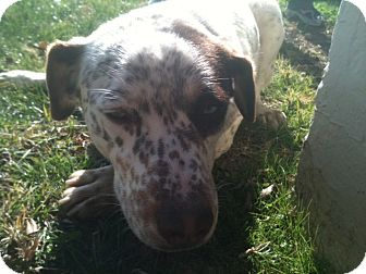 Catahoula Leopard Dog Mix Dog for Sale in NA, Oklahoma - Priscilla Catahoula Leopard Dog Mix Dog for Sale in NA, Oklahoma - Priscilla