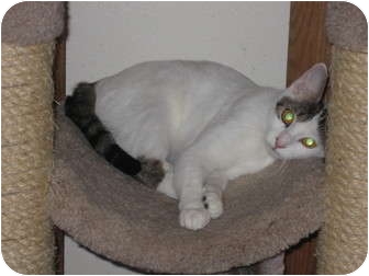 Turkish Van Cat for Sale in Huffman, Texas - Tess Turkish Van Cat for Sale in Huffman, Texas - Tess