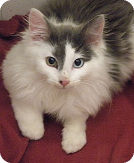 Domestic Longhair Kitten for Sale in Medford, Massachusetts - Motmot Domestic Longhair Kitten for Sale in Medford, Massachusetts - Motmot