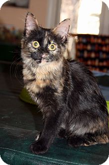 Domestic Mediumhair Kitten for Sale in Arlington, Virginia - Friday Domestic Mediumhair Kitten for Sale in Arlington, Virginia - Friday