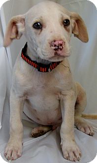 Boxer/Basset Hound Mix Puppy for Sale in Thousand Oaks, California - Louis Boxer/Basset Hound Mix Puppy for Sale in Thousand Oaks, California - Louis