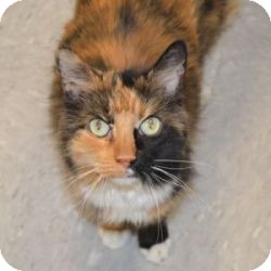 Domestic Mediumhair Cat for Sale in Gilbert, Arizona - Callie Domestic Mediumhair Cat for Sale in Gilbert, Arizona - Callie