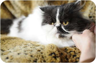 Persian Cat for Sale in Columbus, Ohio - Miss Bellini Persian Cat for Sale in Columbus, Ohio - Miss Bellini