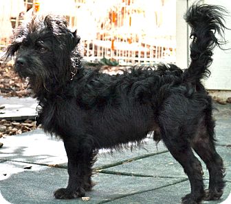 Poodle (Miniature)/Terrier (Unknown Type, Medium) Mix Dog for Sale in Simi Valley, California - Phantom Poodle (Miniature)/Terrier (Unknown Type, Medium) Mix Dog for Sale in Simi Valley, California - Phantom