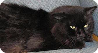 Domestic Longhair Cat for Sale in Jackson, Michigan - Ham Domestic Longhair Cat for Sale in Jackson, Michigan - Ham