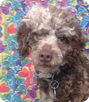 Poodle (Miniature) Mix Dog for Sale in London, Kentucky - Curly Poodle (Miniature) Mix Dog for Sale in London, Kentucky - Curly