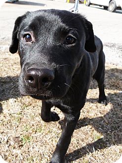 Labrador Retriever/Shar Pei Mix Puppy for Sale in Detroit, Michigan - Barren-Adopted! Labrador Retriever/Shar Pei Mix Puppy for Sale in Detroit, Michigan - Barren-Adopted!