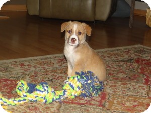 Shepherd (Unknown Type)/Labrador Retriever Mix Puppy for Sale in Marlton, New Jersey - Baby Penelope Shepherd (Unknown Type)/Labrador Retriever Mix Puppy for Sale in Marlton, New Jersey - Baby Penelope