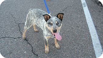 Australian Cattle Dog Mix Puppy for Sale in Scottsdale, Arizona - Levi Australian Cattle Dog Mix Puppy for Sale in Scottsdale, Arizona - Levi