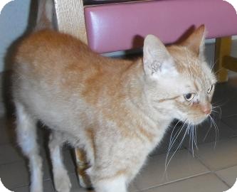 Domestic Shorthair Cat for Sale in Jackson, Michigan - Maxie Domestic Shorthair Cat for Sale in Jackson, Michigan - Maxie