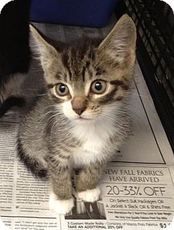 Domestic Shorthair Kitten for Sale in Oceanside, New York - Neko Domestic Shorthair Kitten for Sale in Oceanside, New York - Neko