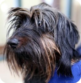 Dachshund/Yorkie, Yorkshire Terrier Mix Dog for Sale in Kettering, Ohio - Biscuit Dachshund/Yorkie, Yorkshire Terrier Mix Dog for Sale in Kettering, Ohio - Biscuit